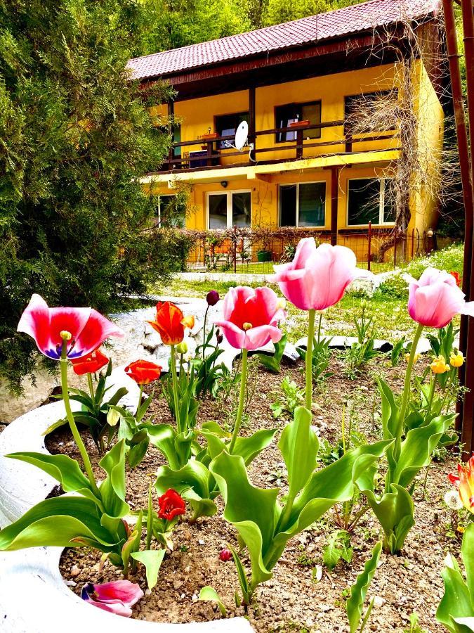 Bed and Breakfast House In The Woods Resita Zewnętrze zdjęcie